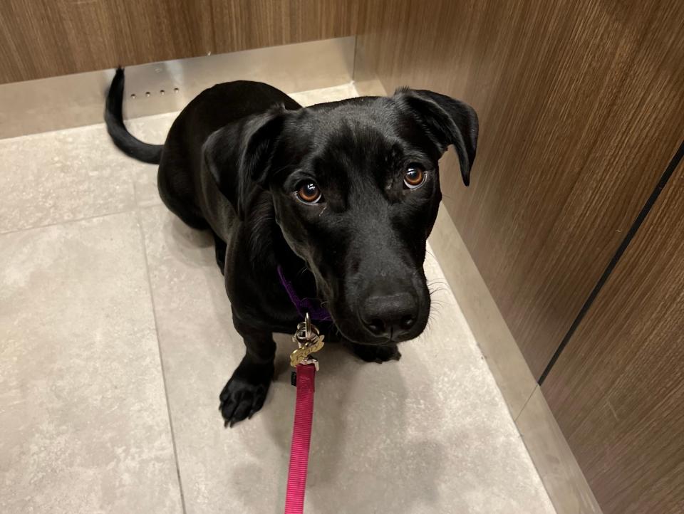 A black dog with a pink leash looks up.