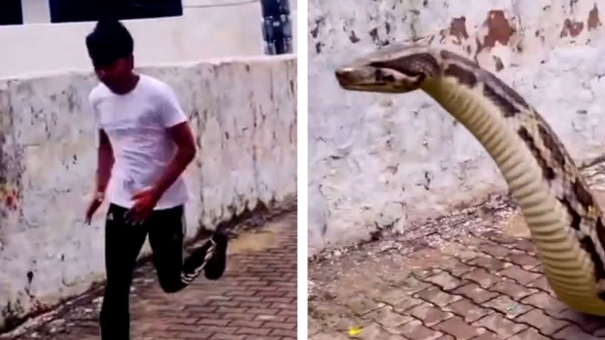 A video appeared to show a man being chased through an alleyway by a massive snake that was moving very fast, possibly in India or Pakistan. 