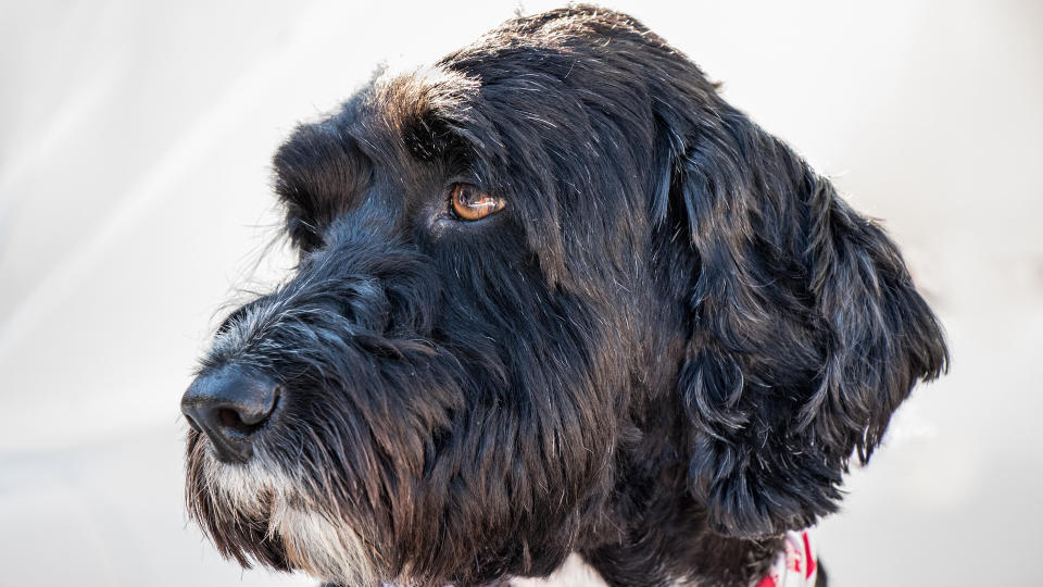 Close up of Portuguese water dog