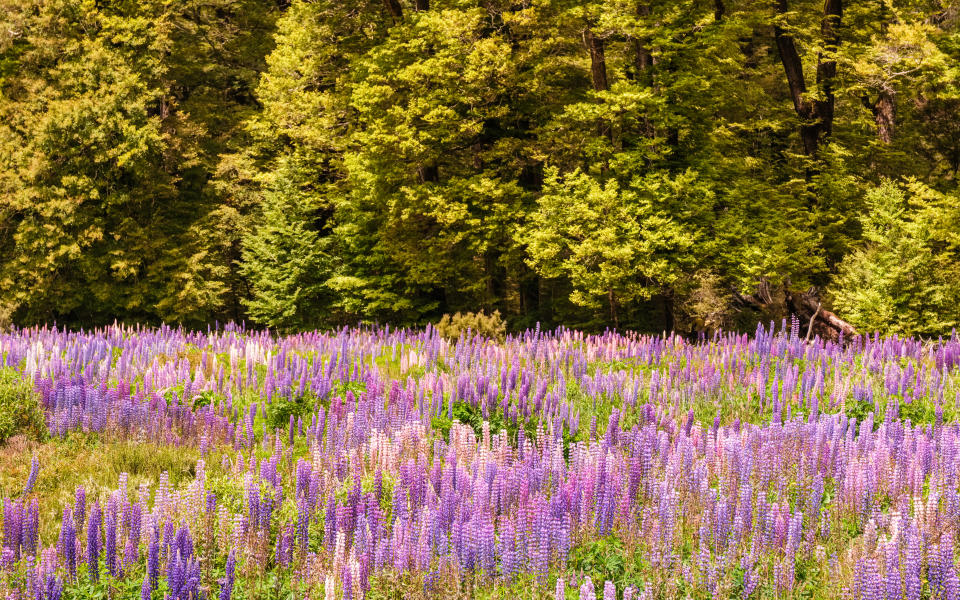 A field of Lupin flowers with trees behind at Cascade Creek near Lake Gunn on the South Island of New Zealand