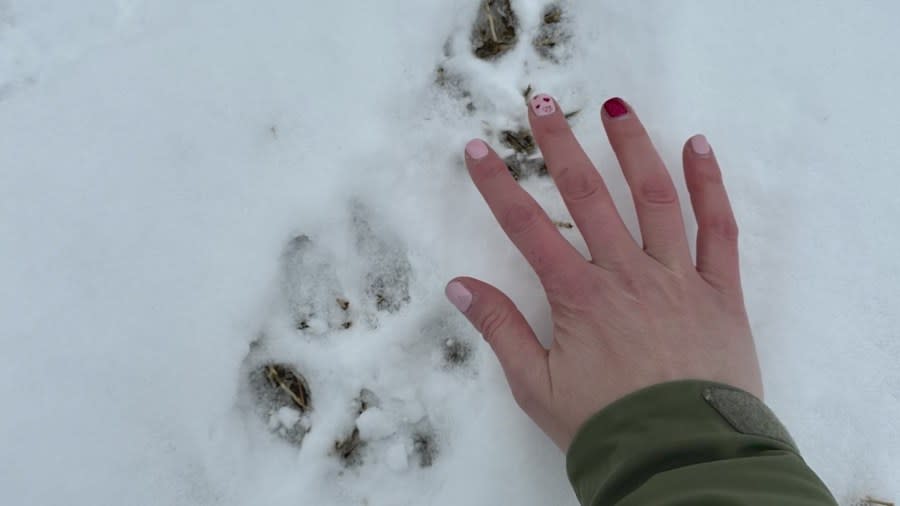 Wolf tracks spotted in Moffat County in February 2024