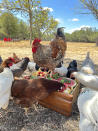 Chickens feed on fruit on the Winding Branch Ranch in Bulverde, Texas on Aug. 3, 2023. Gifting a pet as a surprise at the holidays is widely not recommended. (Matthew Aversa via AP)
