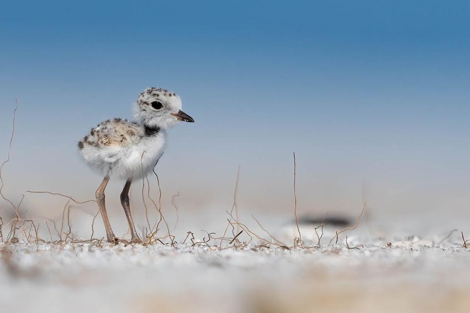 A snowy plover chick photographed on May 20, 2023 by Jamey Binneveld. The snowy plover population on Sanibel Island and Captiva saw some short-term benefits to their habitat after Hurricane Ian.