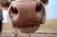 A bull sniffs through a barbed wire fence on the Becker family farm August 24, 2012 in Logan, Kansas. Like many Kansas farmers affected by the record drought, the Beckers are working hard to hang on to their farm, which has been in their family for five generations. Most of Kansas is still in extreme or exceptional drought, despite recent lower temperatures and thunderstorms, according to the University of Nebraska's Drought Monitor. The record-breaking drought, which has affected more than half of the continental United States, is expected to drive up food prices by 2013 due to lower crop harvests and the adverse effect on the nation's cattle industry. (Photo by John Moore/Getty Images)