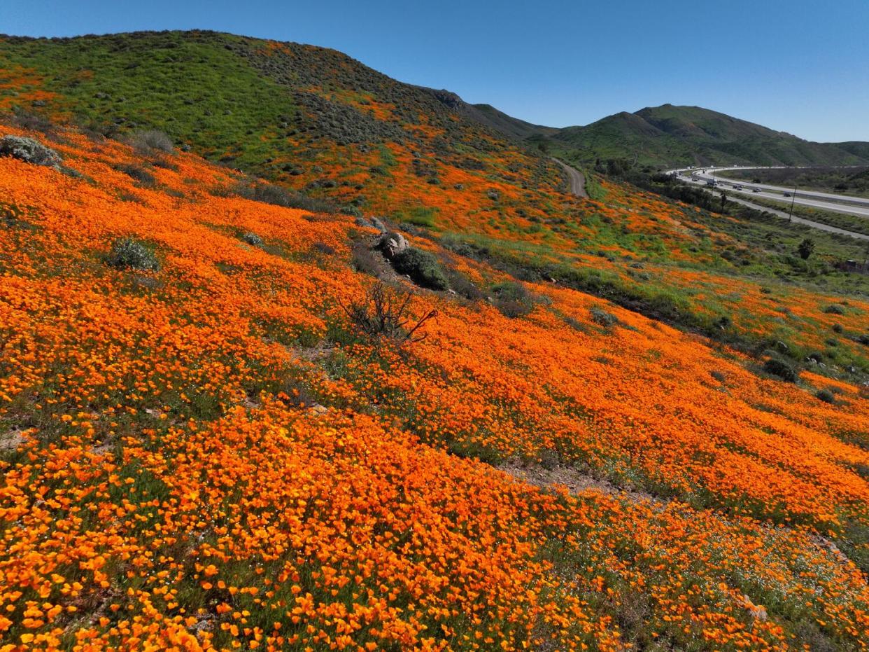 A slope in Walker Canyon blanketed with deep orange California poppies.