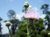 <p>Milk thistle is a powerful antioxidant well known to detox the liver and strengthen the immune system. They are best when young, in the spring, and all of the plant can be eaten. </p><p><strong>Cooking tip:</strong> Leaves are a great spinach substitute, flowers for salads and the stems can even be eaten in place of asparagus.</p>