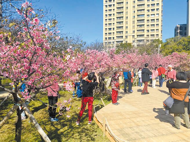 追櫻不必出國，新竹公園的「河津櫻」近日已盛開。（陳育賢攝）