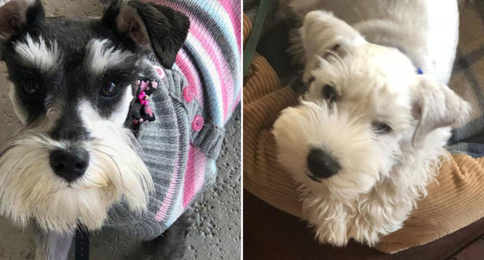 The woman is appealing for the person responsible for taking the dogs to return them immediately. Her daughter Olivia, 25, has social anxiety with Moby (right) trained to help her cope. Source: Facebook/ Glenda Howes