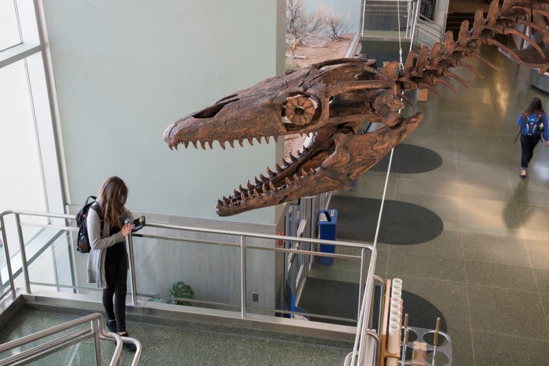 A cast of the mosasaur Gnathomortis stadtmani's bones mounted at Brigham Young University's Eyring Science Center are seen in Provo