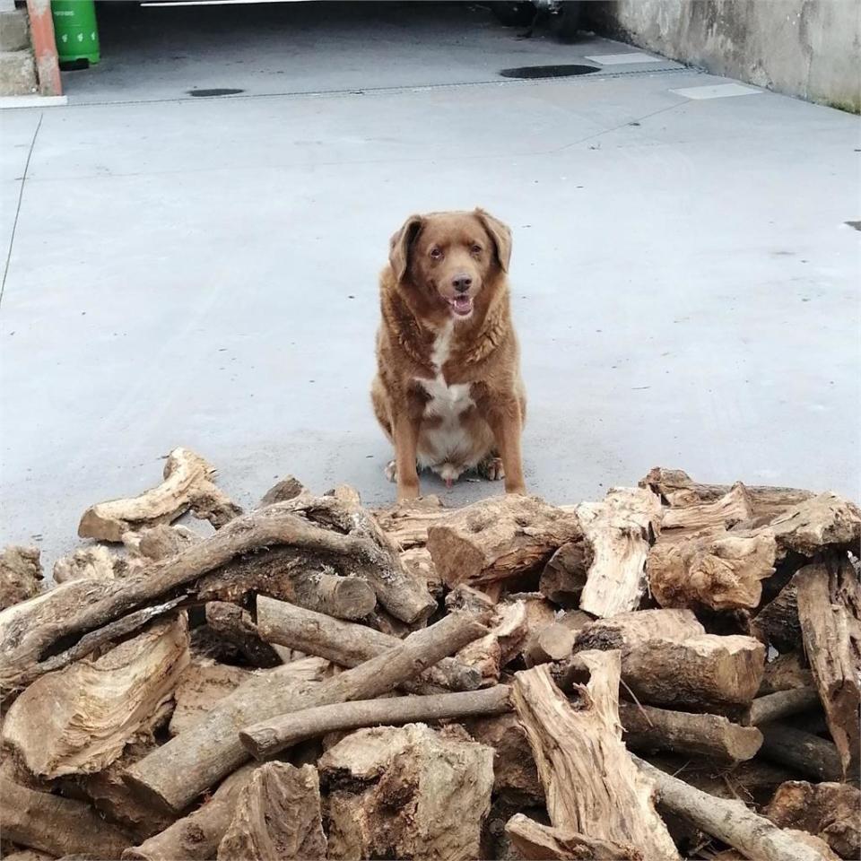 相當人類200歲！全球最長壽狗狗換狗當　30歲獒犬「波比」奪紀錄