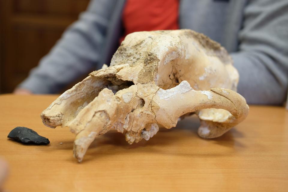 cave bear skull