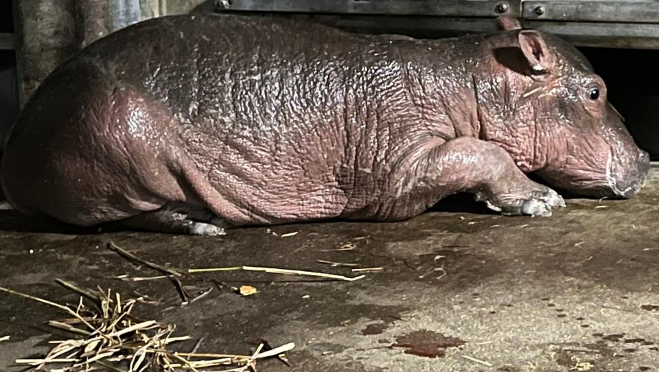 Cincinnati Zoo & Botanical Garden's 23-year-old hippo Bibi gave birth to a healthy, full-term hippo baby Wednesday night around 10 p.m.