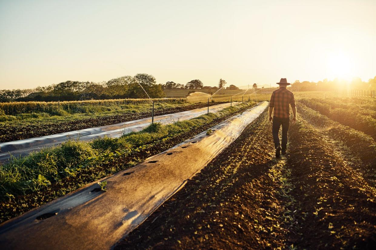 Fertilizer is a leading source of emissions of nitrous oxide, a planet-warming greenhouse gas. <a href="https://www.gettyimages.com/detail/photo/feeding-the-world-one-seedling-at-a-time-royalty-free-image/642438552" rel="nofollow noopener" target="_blank" data-ylk="slk:pixdeluxe/E+ via Getty Images;elm:context_link;itc:0;sec:content-canvas" class="link ">pixdeluxe/E+ via Getty Images</a>