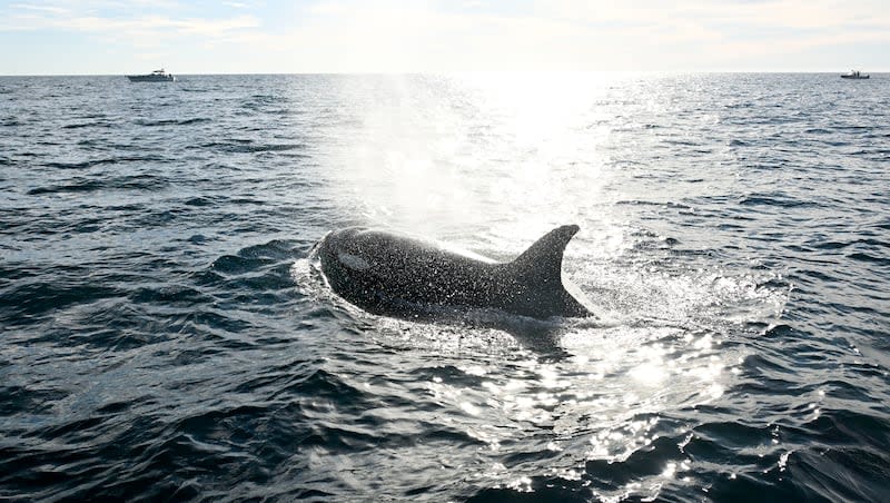 A southbound orca surfaces off of Point Loma Monday Jan. 29, 2024, in San Diego. In a new study published in the African Journal of Marine Science, scientists revealed new footage of a lone orca hunting and killing a great white shark off the coast of South Africa.