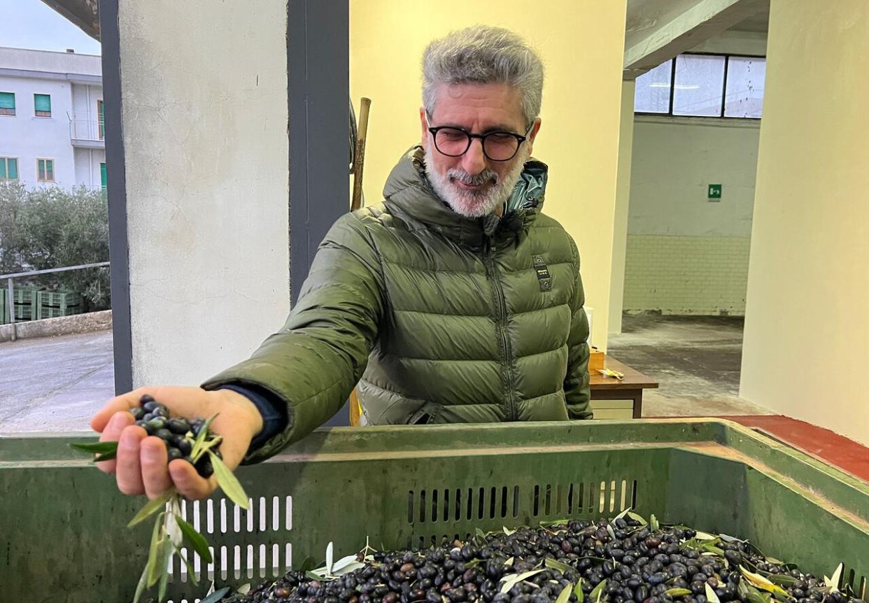 Luigi D’Amico harvests olives in the hilltop town of Ostuni in the Italian region of Puglia. (Megan Williams/CBC - image credit)