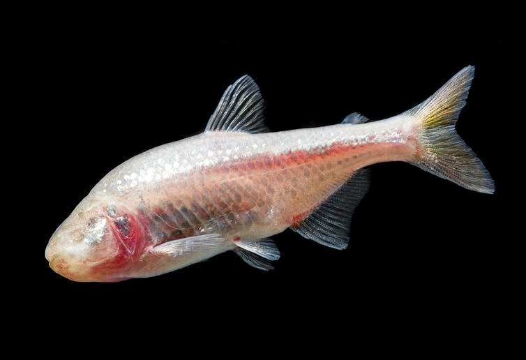 <span class="caption">Mexican cavefish can gorge to their heart’s content.</span> <span class="attribution"><a class="link " href="https://www.shutterstock.com/download/confirm/224156962?src=fWJfdPazcG2GzmoNLMA2xg-1-1&studio=1&size=medium_jpg" rel="nofollow noopener" target="_blank" data-ylk="slk:Kuttelvaserova Stuchelova/Shutterstock;elm:context_link;itc:0;sec:content-canvas">Kuttelvaserova Stuchelova/Shutterstock</a></span>