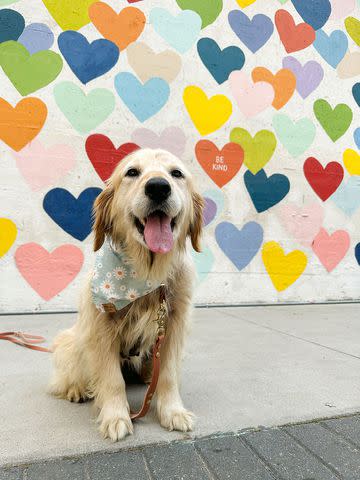 <p>Lindsay Paluba</p> Kit the Golden Retriever after her adoption