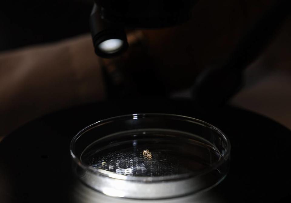 “Here in North Carolina, lyme disease cases are increasing. The main tick species are spreading south due to climate change. Rocky mountain spotted fever, as well, and ehrlichiosis are the three most common here,” says Rafael Vieira, an expert on ticks and tick-borne diseases, as he looks at ticks through a microscope in a lab at UNC Charlotte on Friday, April 26, 2024.