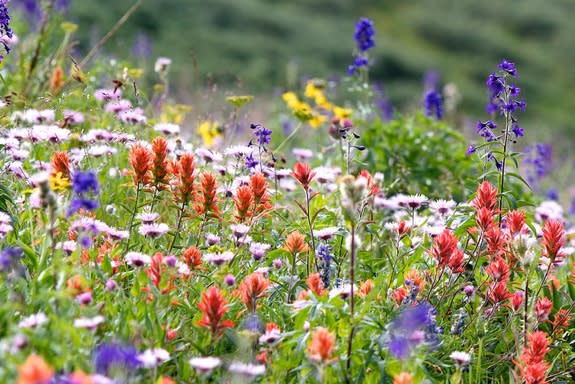 The overall runner-up in the 2013 BMC photo competition depicts a subalpine flower meadow in Colorado.