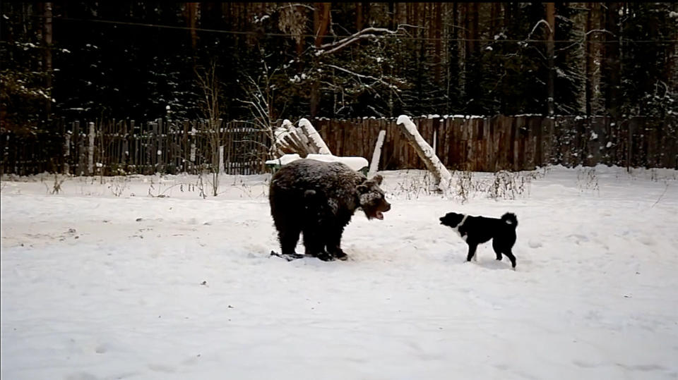 A still image from a video showing the bear being attacked by a dog. Source: East2West / Australscope