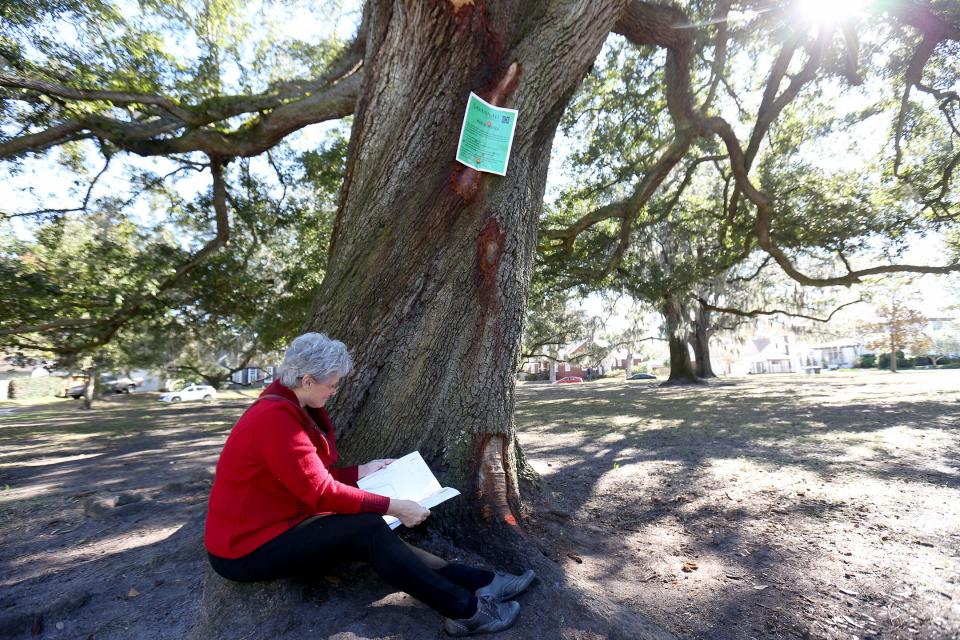 Ardsley Park Chatham Crescent Garden Club President Trish Lawrence sits under "Twister" as she looks through a book created by students at Charles Ellis Montessori Academy dedicated to the large Live Oak that is slated to be removed.