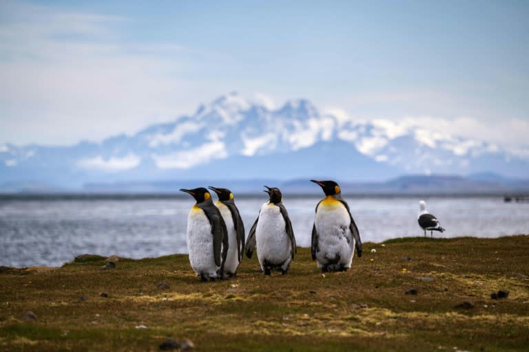 Plusieurs colonies de manchots empereurs ont encore vu leurs poussins périr en 2023 en raison de la fonte record de leur banquise d'Antarctique, liée au réchauffement climatique These islands are among the most isolated places on Earth, located more than 3,300 kilometres from Madagascar. There are no indigenous inhabitants, but France maintains a permanent presence of 45 to 100 soldiers, scientists, engineers, and researchers. In Port-aux-Français, a scientific base, facilities there include scientific-research buildings, a satellite tracking station, dormitories, a hospital, a library, a gymnasium, a pub, and the chapel of Notre-Dame des Vents. (Patrick HERTZOG)