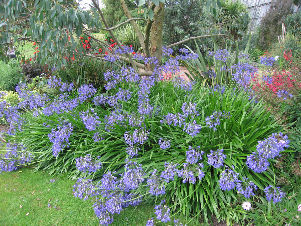 Agapanthus in a garden in Australia.