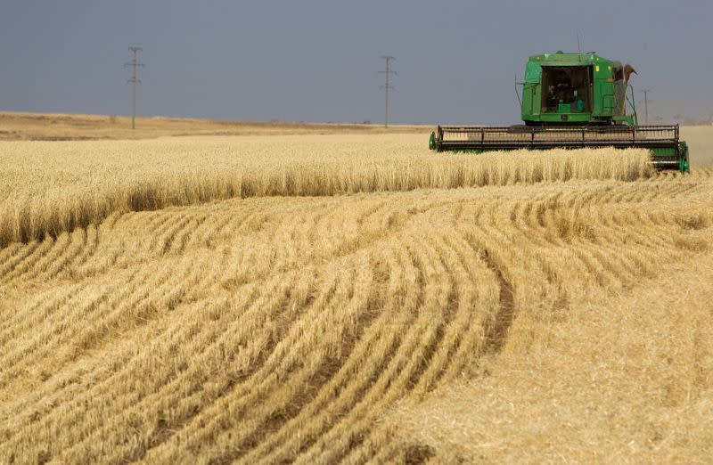 FILE PHOTO: A combine harvests wheat in a field near the town of Akkol