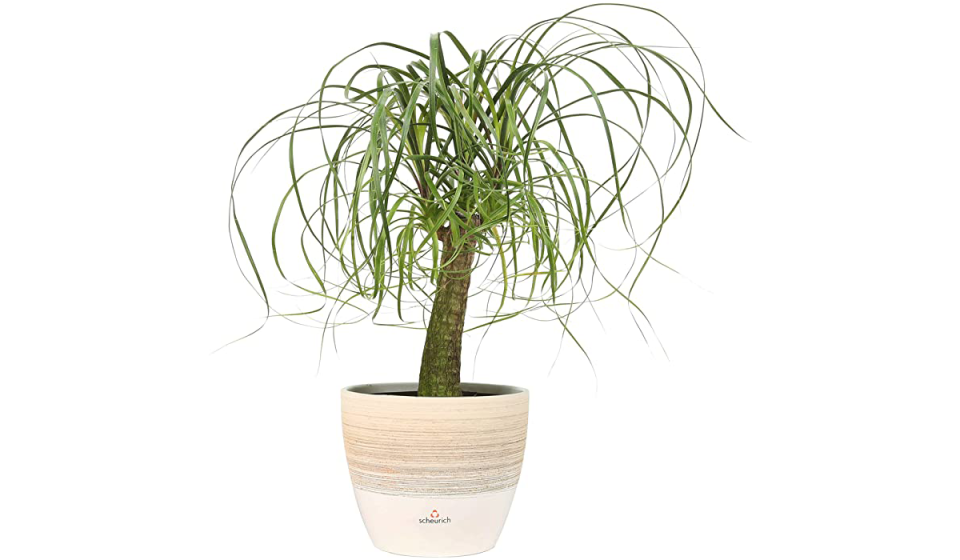 Costa Farms Ponytail Palm Bonsai, Live Indoor Plant, 15 to 20-Inches Tall (Photo: Amazon)