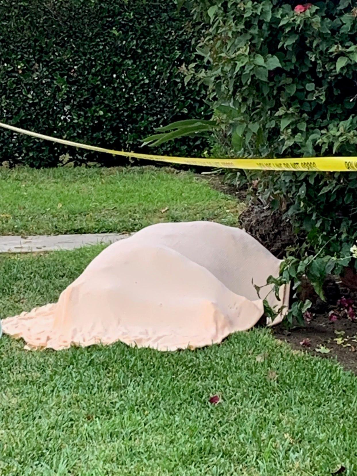 Amy Spada found a bear's body covered by a tarp in her yard.