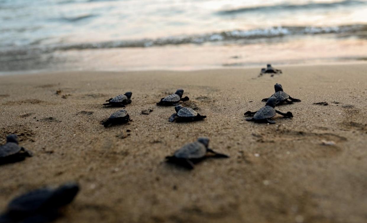 Newly hatched loggerhead sea turtles (_Caterra caretta_) journey from their nest toward the ocean. <a href="https://www.gettyimages.com/detail/news-photo/general-view-of-the-baby-loggerhead-sea-turtles-that-meet-news-photo/1242937497" rel="nofollow noopener" target="_blank" data-ylk="slk:Omer Kundakci/Anadolu Agency via Getty Images;elm:context_link;itc:0;sec:content-canvas" class="link ">Omer Kundakci/Anadolu Agency via Getty Images</a>