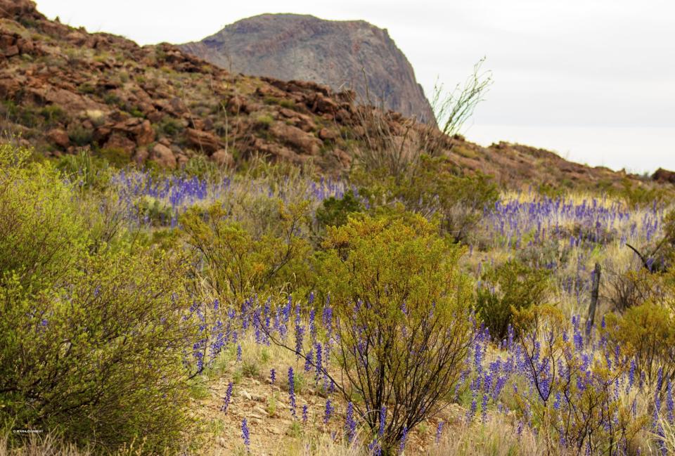 Bluebonnets for Miles