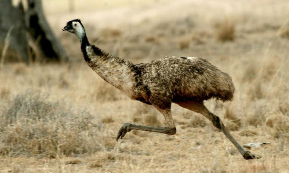 Emu