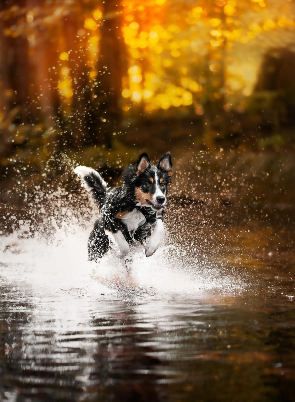 animal category dogs from CEWE Photo Award 2023