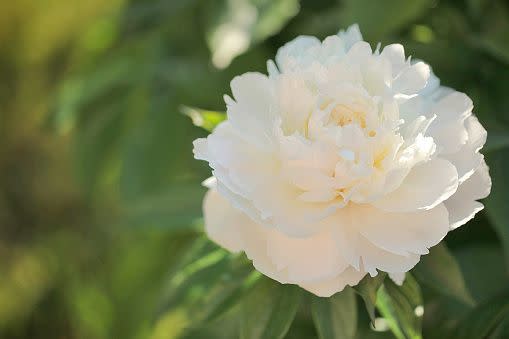 white flowers and flower names