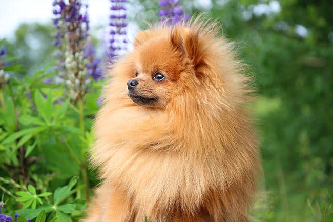 Pomerania