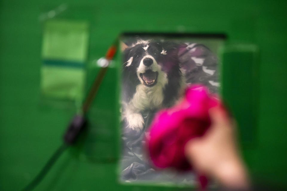 Rohan, the border collie, reacts to the collar that her owner is showing during an experiment at the department of Ethology of the Eotvos Lorand University in Budapest, Hungary, on Wednesday, March 27, 2024. A new study in Hungary has found that beyond being able to learn how to perform commands, dogs can learn to associate words with specific objects — a relationship with language called referential understanding that had been unproven until now. (AP Photo/Denes Erdos)