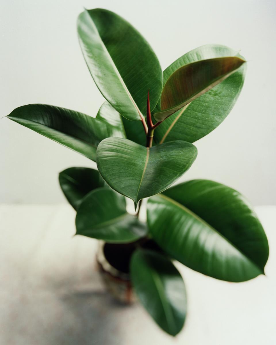 15) Rubber Plant