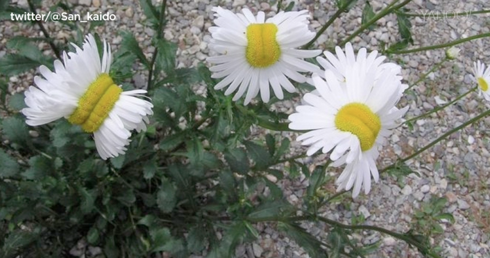 Margaritas deformes cerca de la central de Fukushima