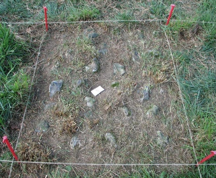 Patch of grass with flints barely showing