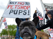 <p>Protesters against the sale of puppies in pet shops during a Ban Pet Shop Pups protest in London, May 5, 2017. (Photo: Matthew Chattle/Rex Shutterstock via ZUMA Press) </p>