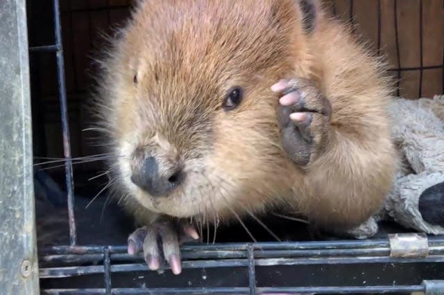 Meet Justin Beaver an adorable educational animal who spent two years living a domesticated life with his carer and regularly steals her belongings to build dams