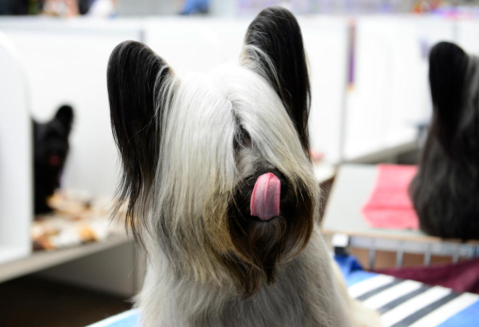 <p>The Skye Terrier — named after the Isle of Skye — is among the oldest terriers in Scotland, but just 28 puppies were registered at the Kennel Club last year (Chris Phutully/Flickr) </p>