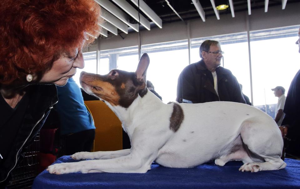 Harriett Browne shares a moment with Rat Terrier "Q" at the Westminster Kennel Club Dog Show in New York