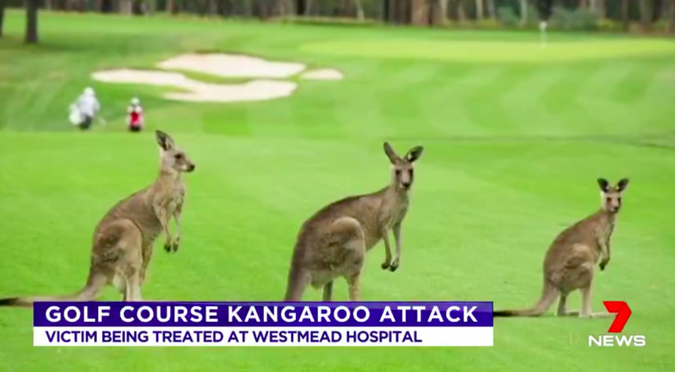 Sydney's Riverside Oaks Golf Resort, in Cattai, are well-known for their group of eastern grey kangaroos.