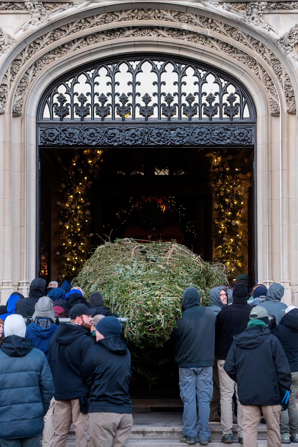 A 35-foot-tall Fraser fir is carried into the Biltmore House for the annual tree raising, November 1, 2023.