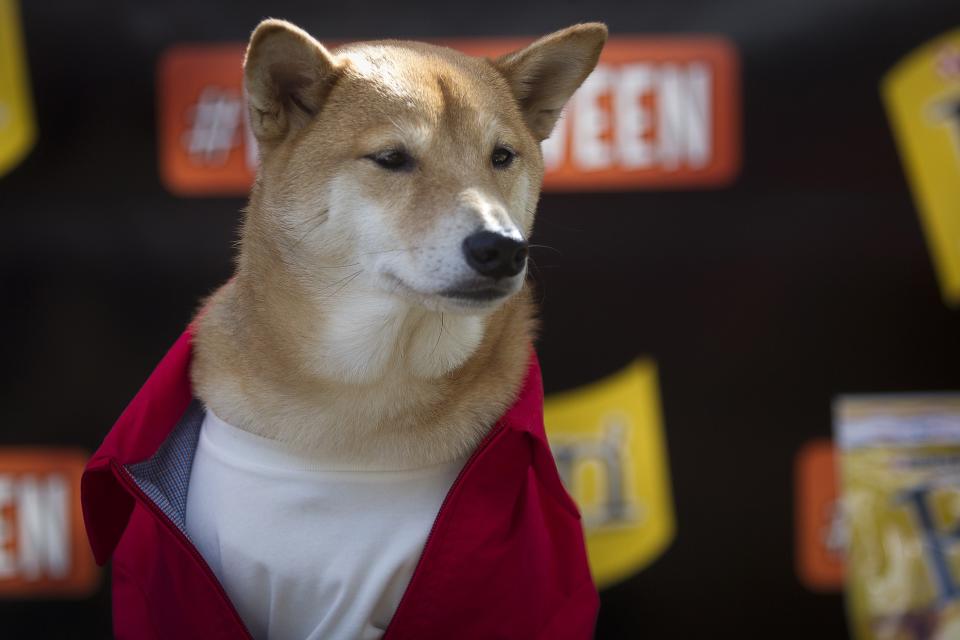 A dog known as "Menswear Dog", a 5-year-old Shiba Inu, poses for photos during the 24th Annual Tompkins Square Halloween Dog Parade in New York