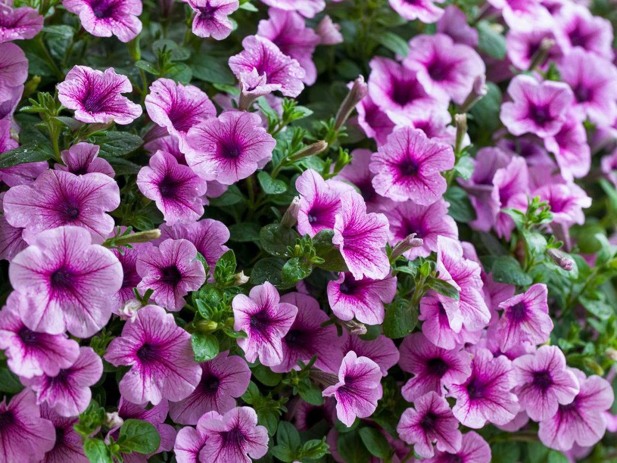 plants that repel bugs petunia