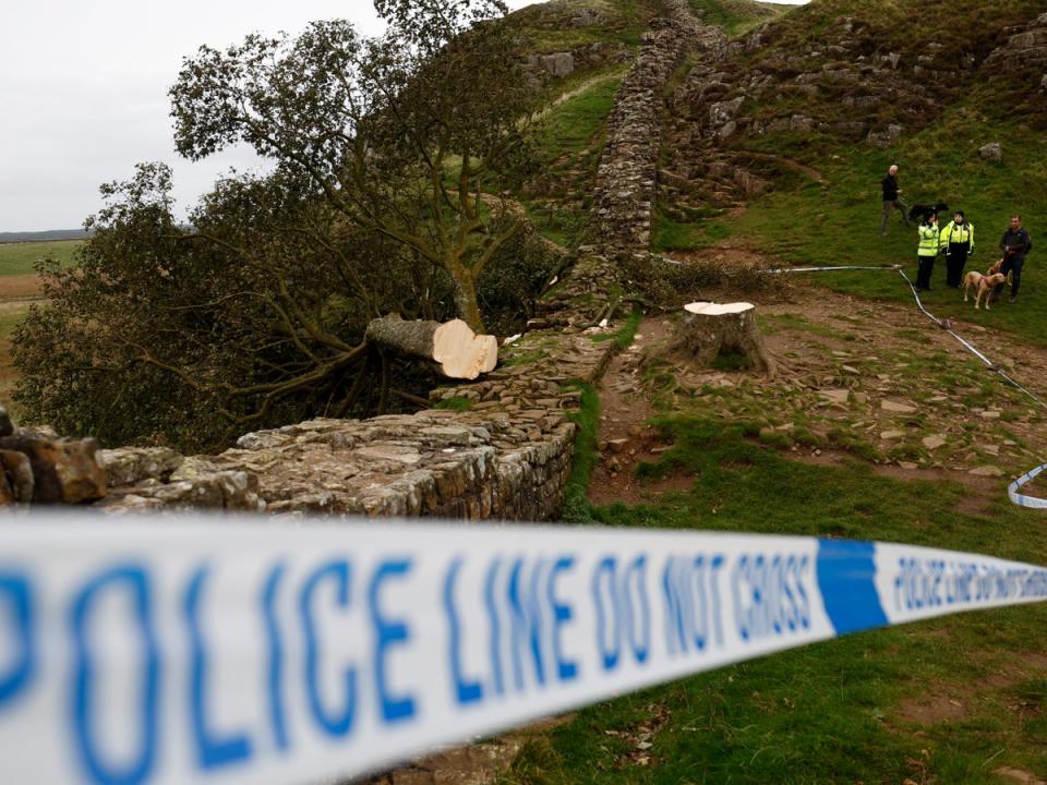 Muro de Adriano: La policía aguarda junto a la zona acordonada donde ahora yace el árbol  de Sycamore Gap. (Getty Images)