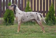 <p><strong>State Dog: The Catahoula Leopard Dog </strong></p><p>This striking pooch <a href="https://www.louisiana.gov/about-louisiana/state-symbols/" rel="nofollow noopener" target="_blank" data-ylk="slk:is a cross of the domestic dog;elm:context_link;itc:0;sec:content-canvas" class="link ">is a cross of the domestic dog</a> the Indians of the Catahoula Lake region raised and a Spanish dog that came through the area in the 1500s. </p>